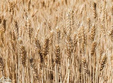 Wheat Sowing Surpasses 34 Million Hectares, Boosting Hopes for High Production