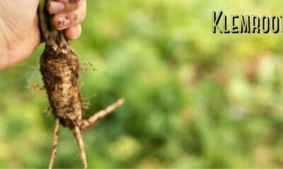 Klemroot